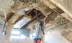 Best Basement Mold Removal  in Coats Bend, AL